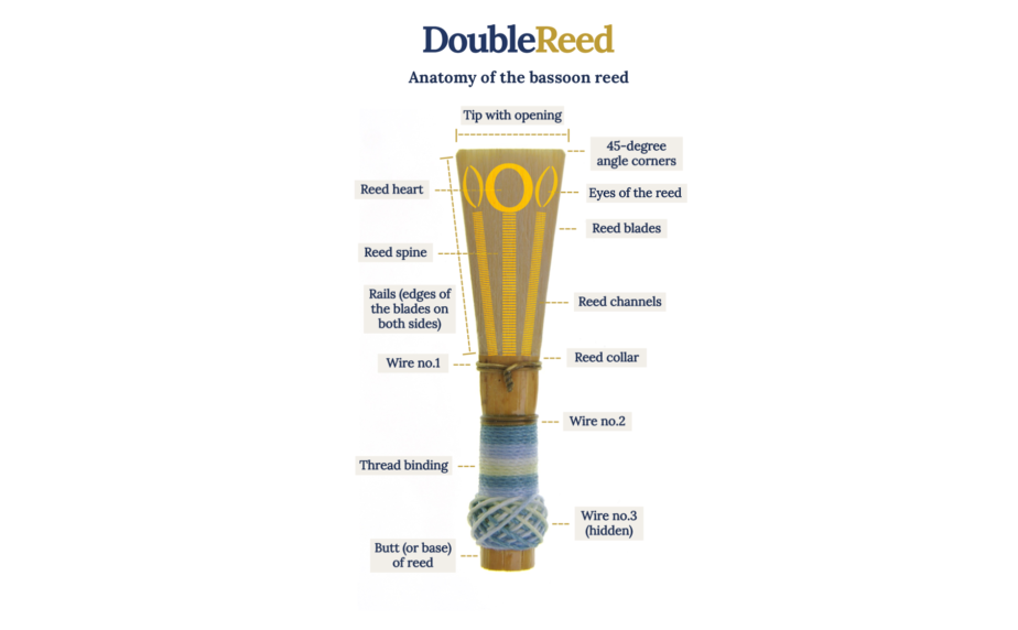 Anatomy of the bassoon reed by Double Reed Ltd.